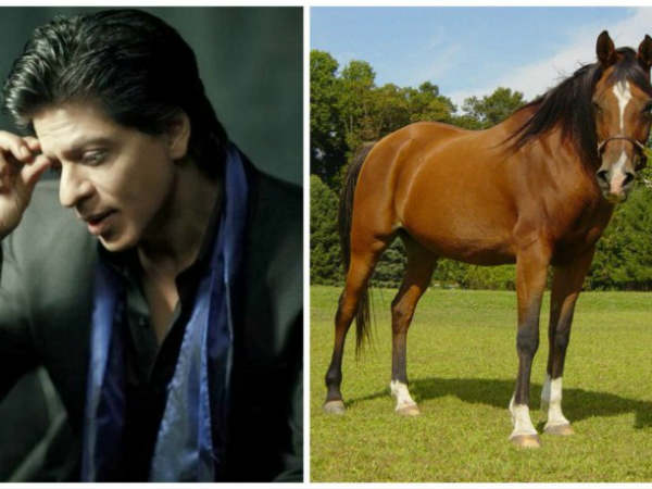 शाहरूख खान शाहरूख खान