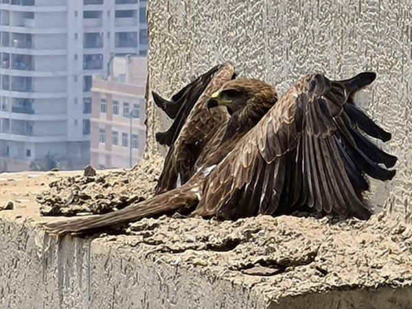 घर आया मेहमान घर आया मेहमान