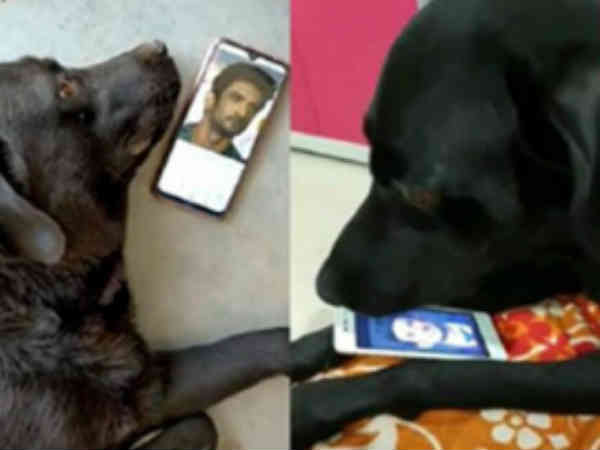 sushant-singh-rajput-dead-body-dog-fudge-searched-most-in-the-past-10-days sushant-singh-rajput-dead-body-dog-fudge-searched-most-in-the-past-10-days
